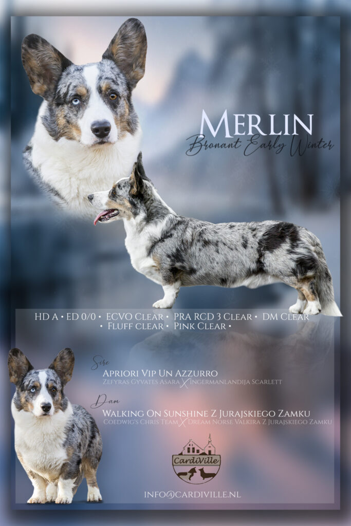 merlindekad2web